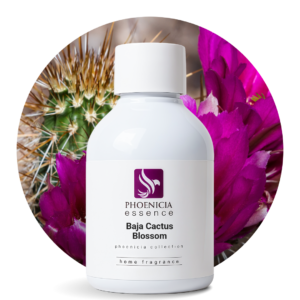baja cactus blossom