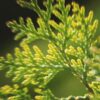 Cinnamon Cedar - Sample