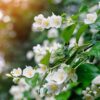 Asian Garden - Sample