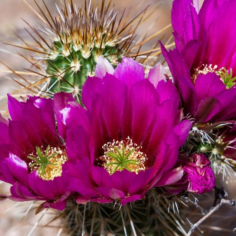 Fragrance Sample All Purpose Baja Cactus Blossom