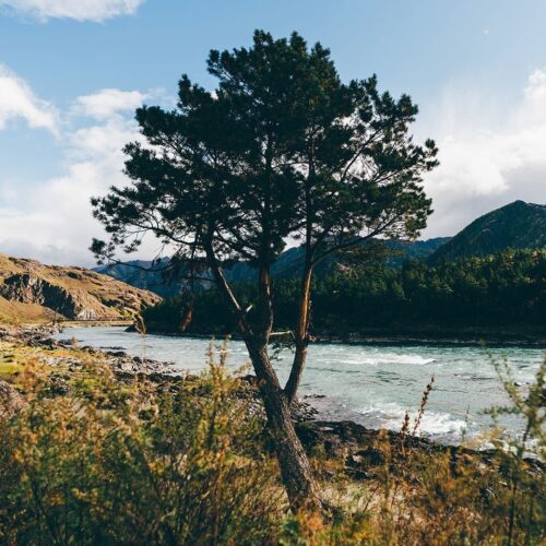 Sagebrush - Sample