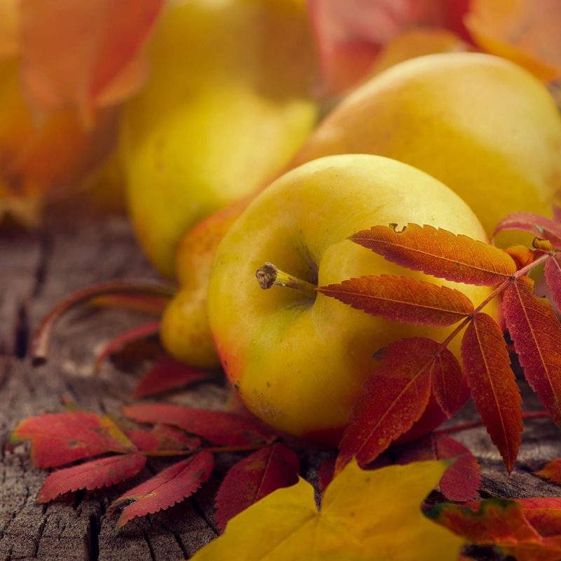 Fragrance Sample Fall Crunchy Autumn Leaves