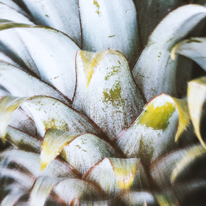 Fresh Pineapple and Tunisian Rosemary Fragrance Sample Image