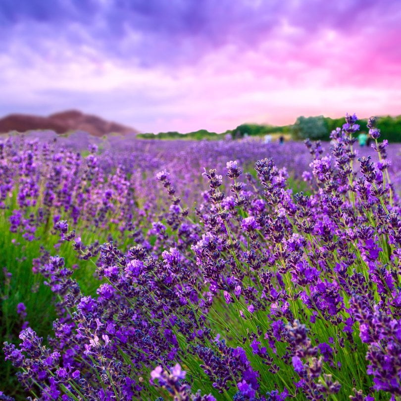 Earth Sample - Phoenicia Essence