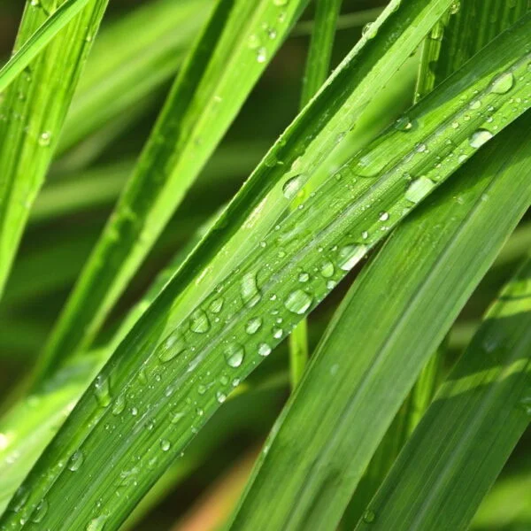 Signature-Sample-Lemongrass Lemongrass Sample