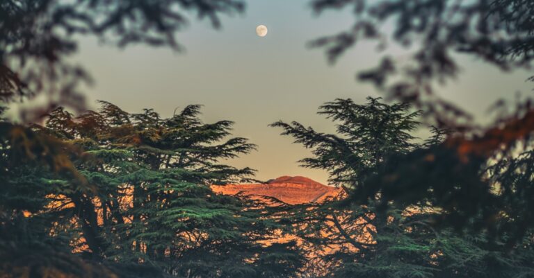 Cedar of Lebanon