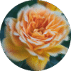 pe sample apricot tea