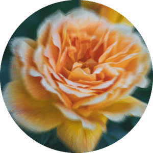 pe sample apricot tea