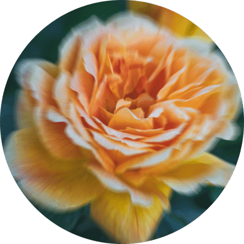 pe sample apricot tea