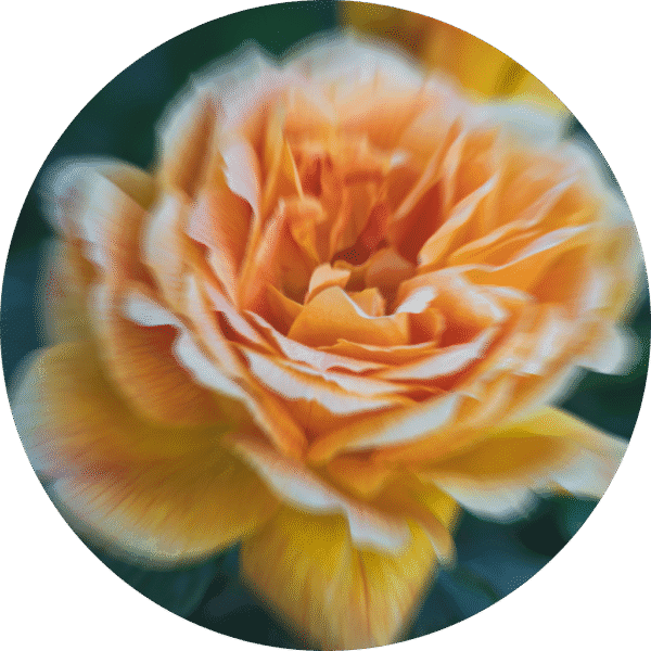 pe sample apricot tea pe sample apricot tea