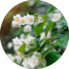 pe sample asian garden