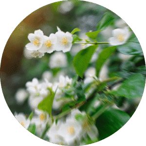 pe sample asian garden