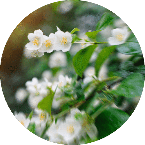 pe sample asian garden