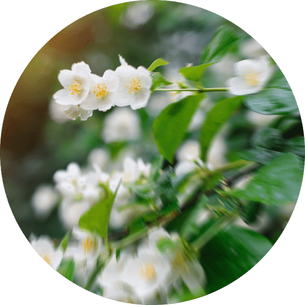 pe sample asian garden