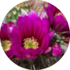 pe sample baja cactus blossom