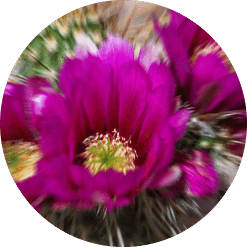 pe sample baja cactus blossom
