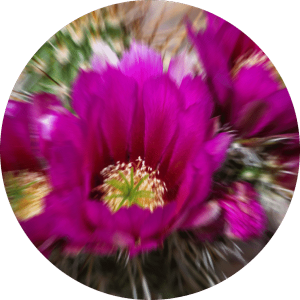 pe sample baja cactus blossom pe sample baja cactus blossom
