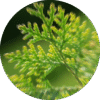 Cinnamon Cedar - Sample