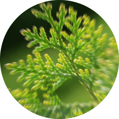Cinnamon Cedar - Sample