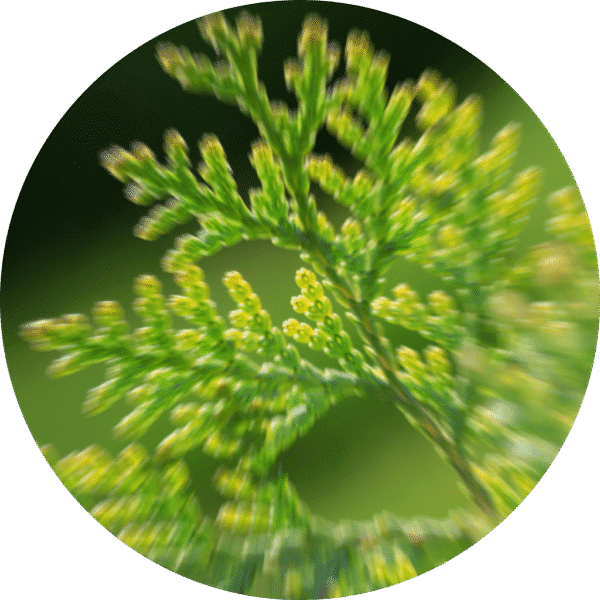 Cinnamon Cedar - Sample