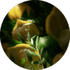 pe sample citrus fougere
