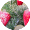 Crystal Berry Pine Sample