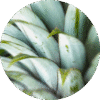 pe sample fresh pineapple and tunisian rosemary
