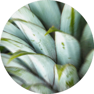 pe sample fresh pineapple and tunisian rosemary