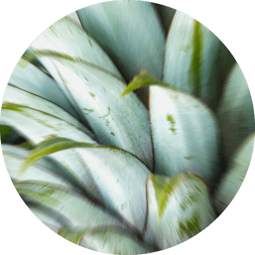pe sample fresh pineapple and tunisian rosemary