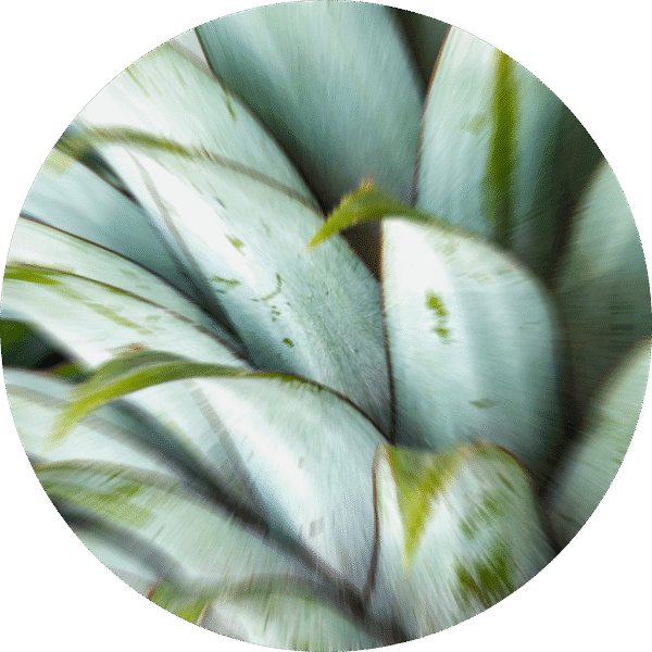 pe sample fresh pineapple and tunisian rosemary
