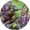 pe sample sagebrush