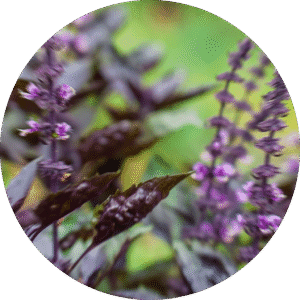 pe sample sagebrush