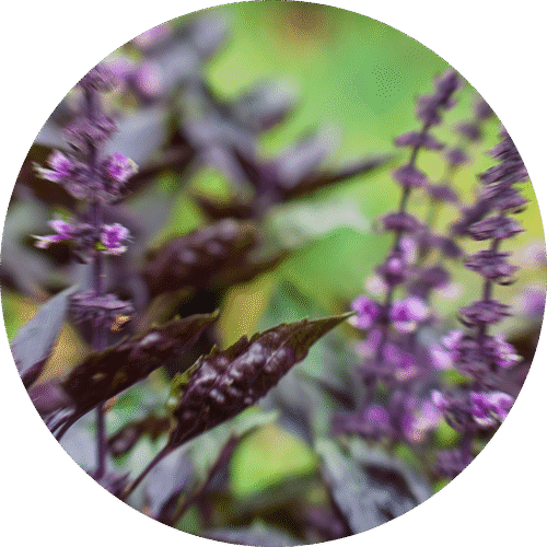 pe sample sagebrush
