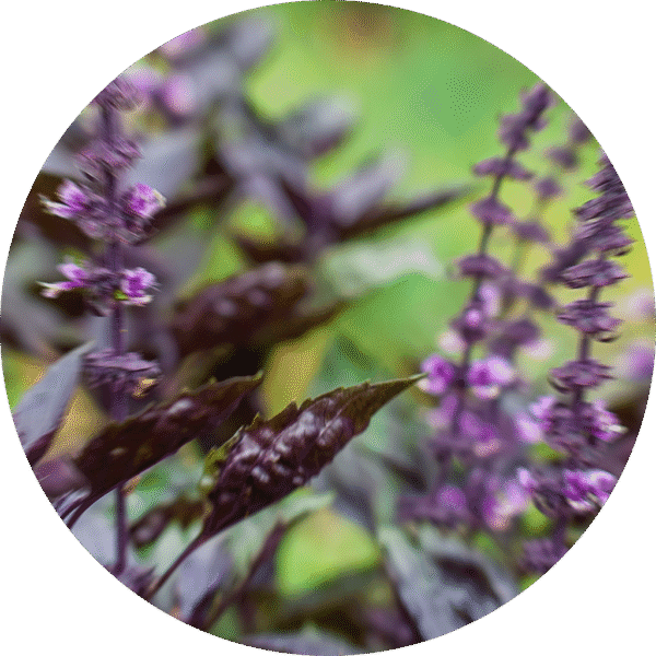 pe sample sagebrush
