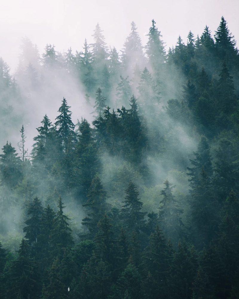 grounding mood tile: misty forest